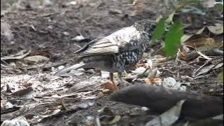 Burung Anis Sisik  (Scaly Thrush ) - Suara kicau di Alam Bebas