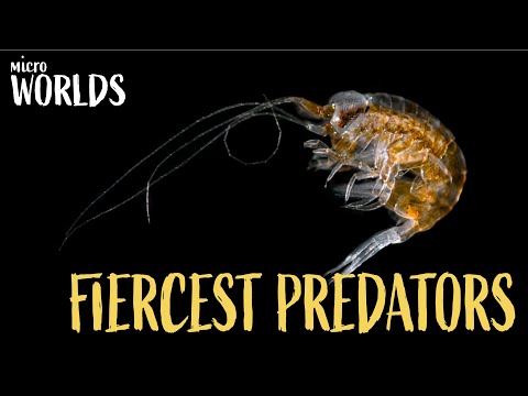 Microworlds: Fiercest Ocean Predators