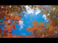 Nature symboisis