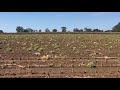 Kentucky Arrowhead Hunting Walking the Fields #9 Central Kentucky Birdstone Anniversary