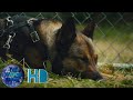 Max 2max dog save tj scenemovie clipwatch movie