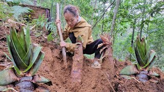 Harvest giant bamboo shoots in the forest to sell. Clean up the ruined kitchen. -||@ThiLan-