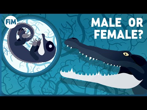 The Crocodile&rsquo;s Unusual Sex-Determination System Explained