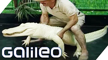 Ist ein Alligator oder ein Krokodil gefährlicher?