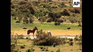 Argentina's Welsh-speaking community