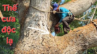 Hồi hộp, Cưa cây Me Tây siêu khổng lồ / Thrilling, Sawing a super giant Tamarind tree | 2/3 | T585