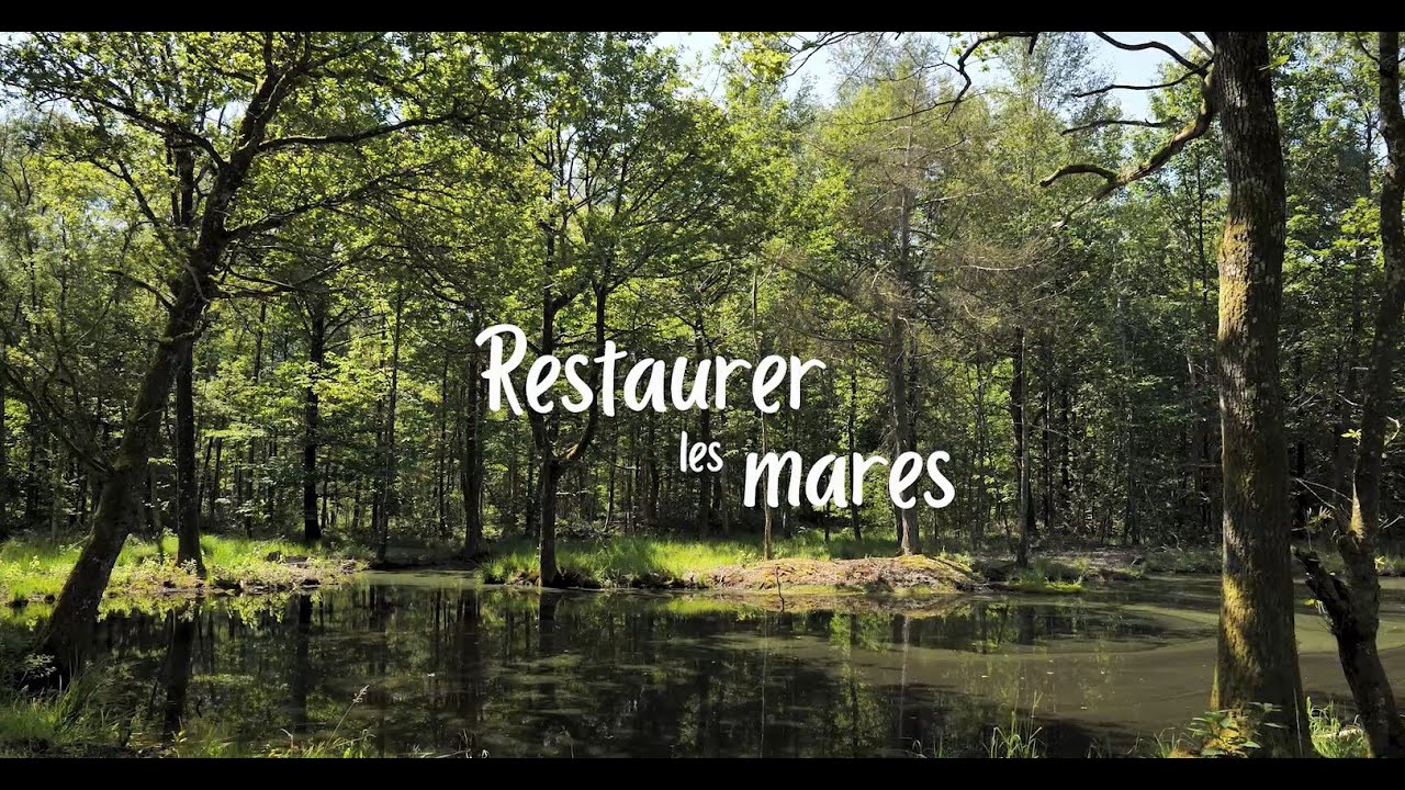 💙 Vos Coups de pouce Nature : Restaurer les mares 💙