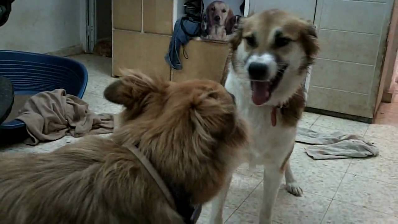 Lucy and Panda are hyperactive - YouTube