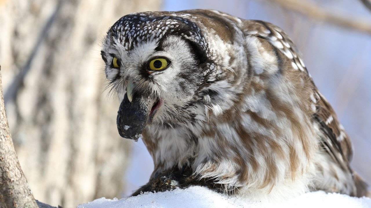 Owl Pellets  Naturally Curious with Mary Holland