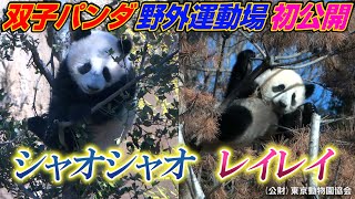【双子パンダ】シャオシャオ&レイレイ、屋外運動場での様子を初公開　上野動物園オフィシャル提供映像