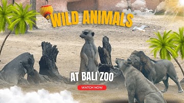 Up Close with Bali’s Wild Animals 🦜🦁 | Bali Zoo Experience