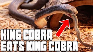 KING COBRA EATS KING COBRA!