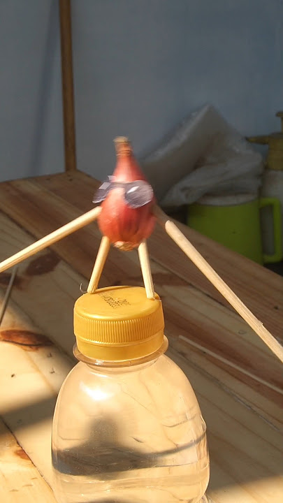 Onion Dancing Tantrum