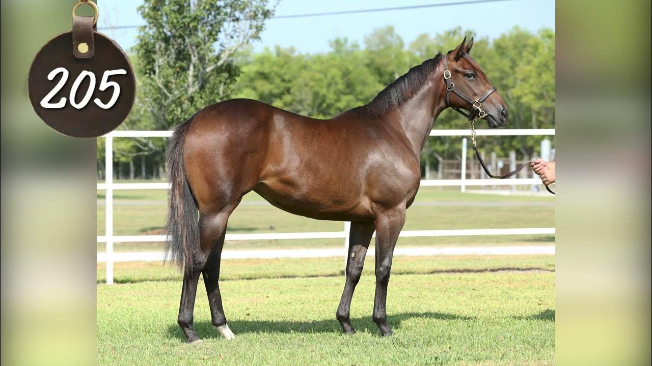 2023 Heritage Place Yearling Hip 205 YouTube