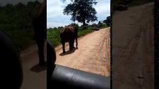 Wild Angry Elephant in Udawalawa National park