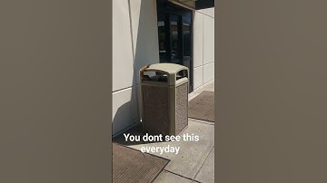 Squirrel in the Trash can