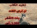 يوميات راعي اغنام مغربي مغترب في شمال اسبانياعبد الهادي ابو علي موضوع كيفية تدريب الكلاب ترعة الغنم 