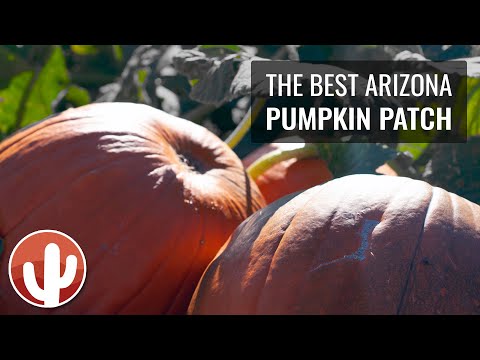 Vídeo: Pumpkin Patches al sud-oest de PA