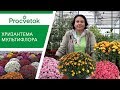 Как сохранить и приумножить ХРИЗАНТЕМУ МУЛЬТИФЛОРА без проблем?