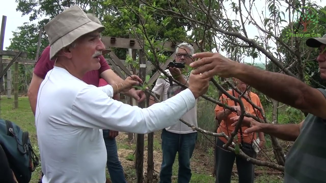 Poda de Pessegueiro com Sérgio Semerdjian Aula em Franca SP