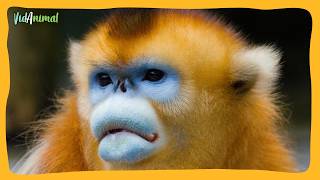 THE GOLDEN SNUB-NOSED MONKEY: One of the rarest and most beautiful monkeys on the planet THE GOLDEN SNUB-NOSED MONKEY: One of the rarest and most beautiful monkeys on the planet