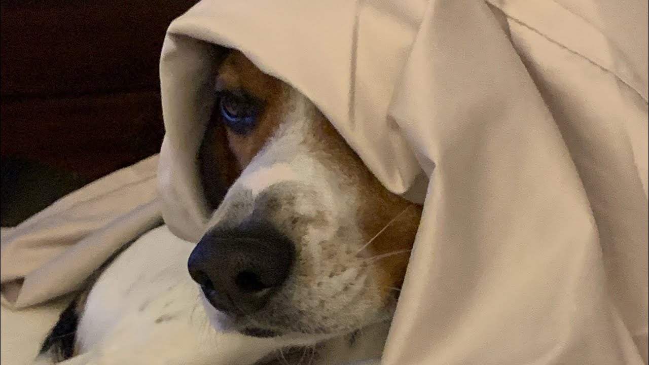 barrys prison run speed run 