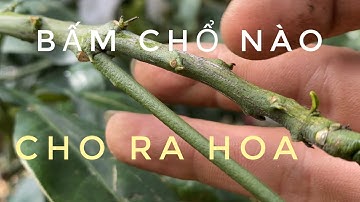 Chia sẻ cách bấm ,vị trí bấm nhện cho cây bưởi ra hoa