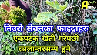 निउरो सेवनका फाइदाहरु | निउरोको खेती कसरी गर्ने | Niuro Kheti | धेरै रोगहरुको औषधि निउरो कसरी | 