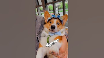 Cute dog. | That’s why she looks behaves well.😌 這麼乖是有原因的。だから彼女はとても従順に見えるんです。