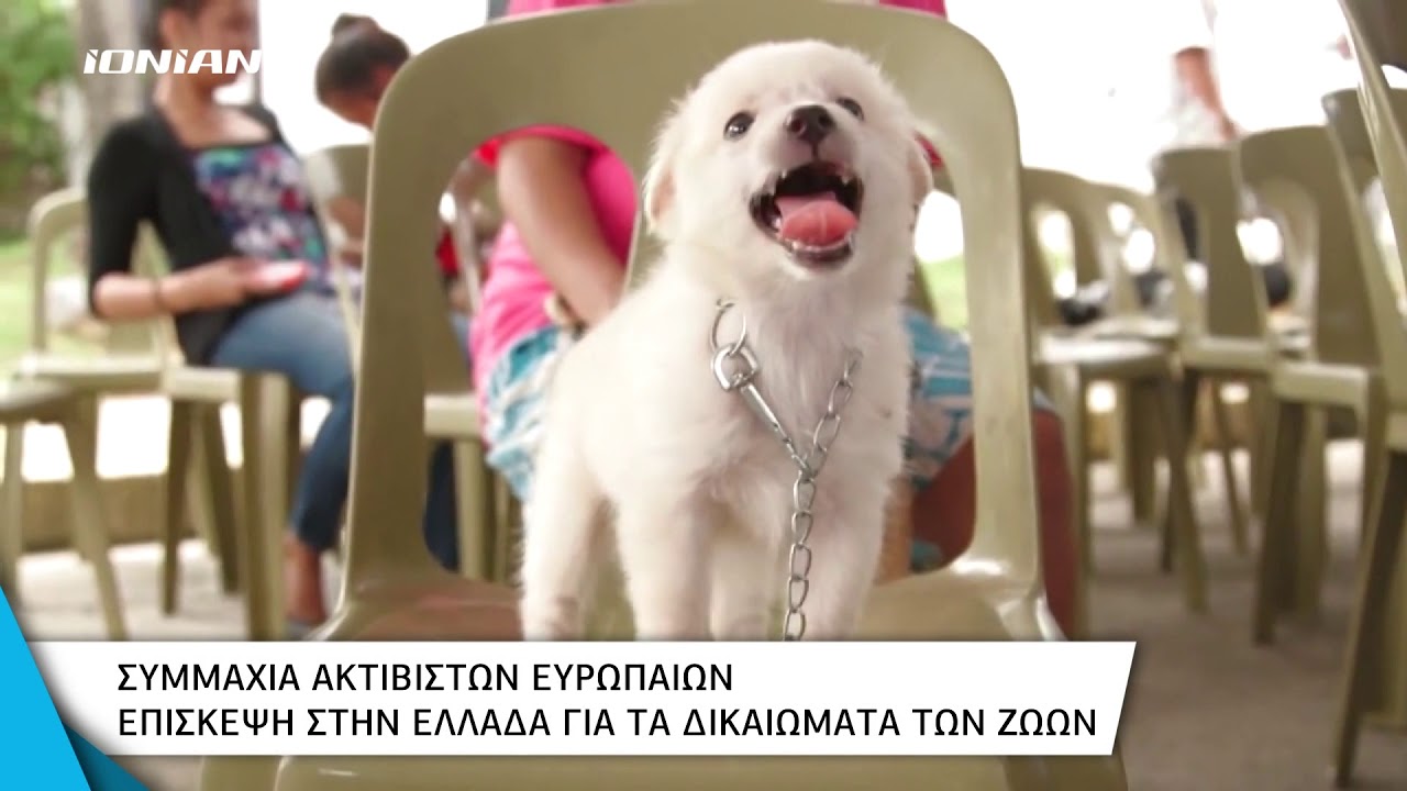 Ακτιβιστή για τα δικαιώματα των ζώων