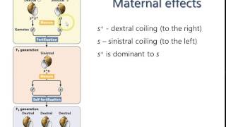 Spring 2015 Lecture 5 - Maternal Effects