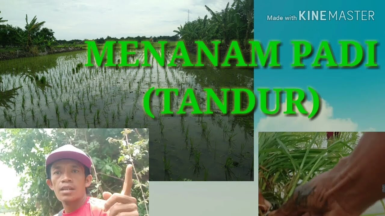 cara menanam padi di sawah/Tandur - YouTube