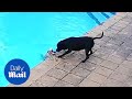 Incredible moment hero dog saves best friend from drowning in swimming pool