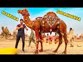 ALHAMDULILLAH 18 LAKH K 3 CAMELS 🐪 LELIYE😍| CAMEL MANDI | QURABANI VLOG| BAKRA EID 2023