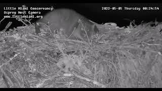 BATTLE AT MIDNIGHT !  Osprey VS Raccoon May 5 2022