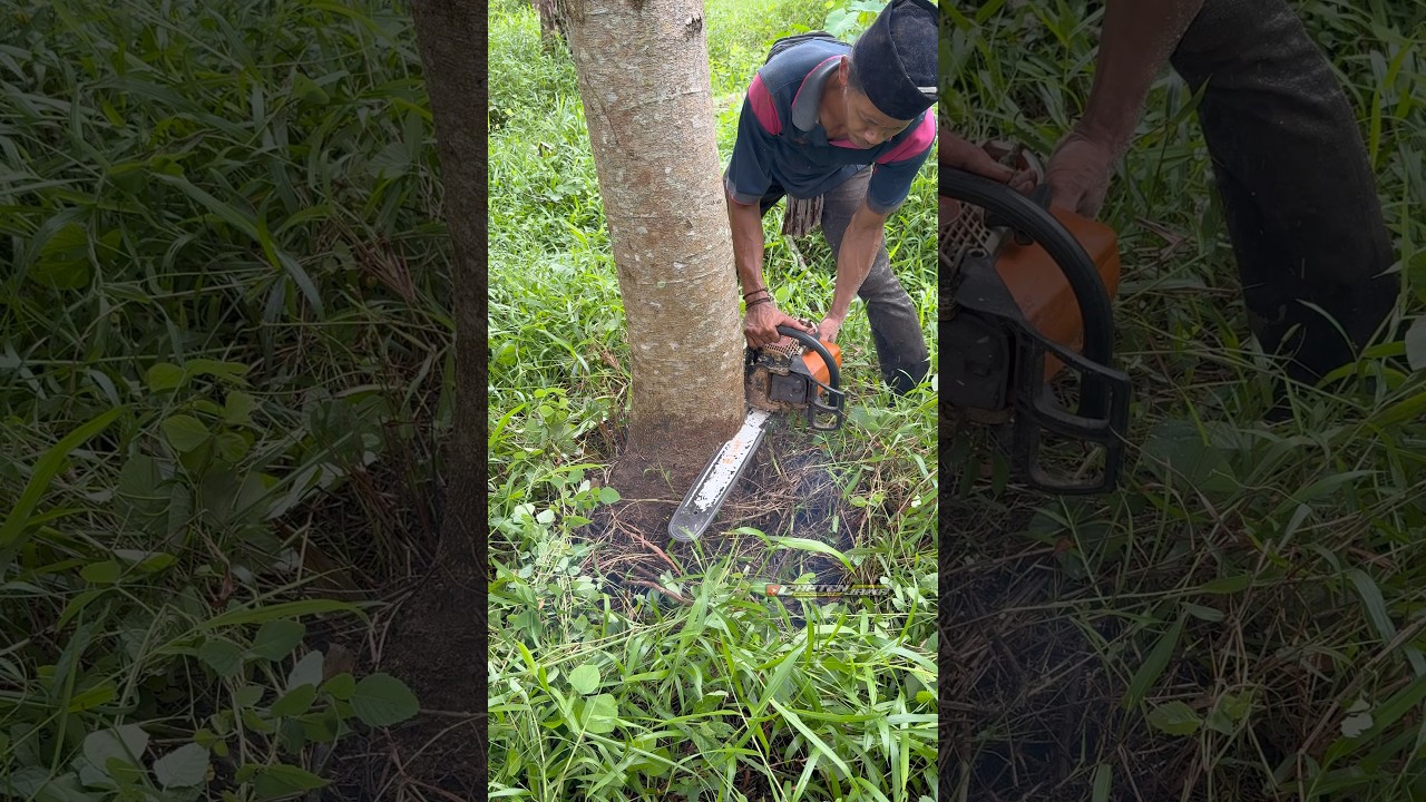 Best talent skill man cutting down tree 
