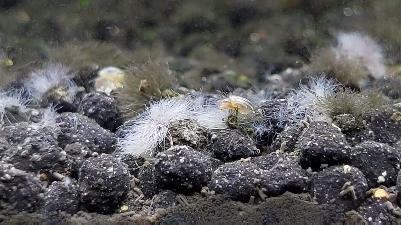 Snail eat Black Beard Algae (BBA) YouTube