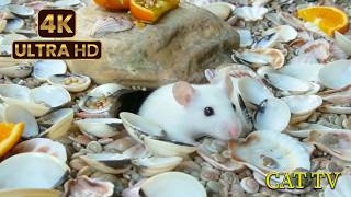 Cat Game: Ultimate 4K Seashell & Orange Slice Beach Mouse Hunt for Cats! 🐾🐭