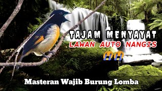 Masteran Wajib Burung Lomba // Auto Borong Tropi