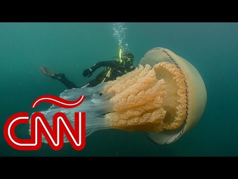 Vídeo: En El Reino Unido Se Encontró Una Medusa Gigante De Tamaño Humano, - Vista Alternativa