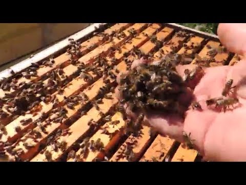 Добрее этих пчёл не бывает!