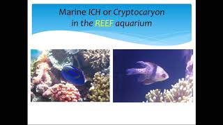 Treatment of Marine ICH or White Spot or Cryptocaryon in reef aquarium