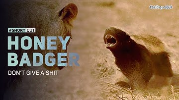 Honey Badger | Don