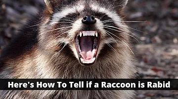 Here's How To Tell if a Raccoon is Rabid