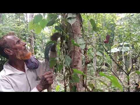 চুই ঝাল এর গাছ থেকে, কি ভাবে চুই ঝাল সংগ্রহ করতে হবে। YouTube