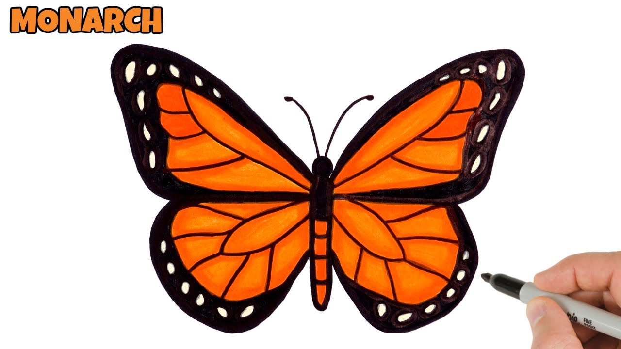 How to Draw Butterfly Easy | Monarch butterfly drawing and ...