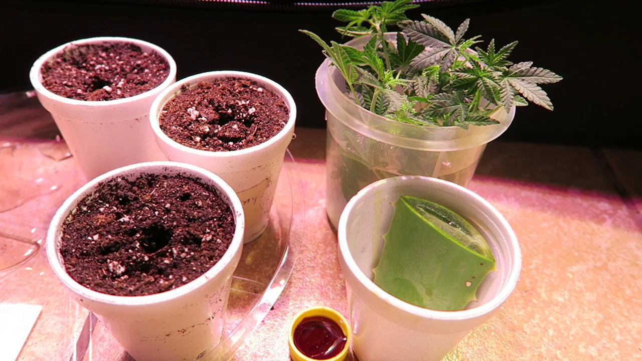 How To Clone Cannabis Like A Boss Using Aloe And Honey And Seed Project Update