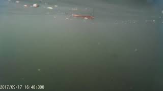 Assiniboine Park - Winnipeg Model Boat Club Underwater Shots