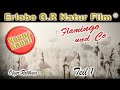 Flamingos im Nebel Mein Zwillbrocker Venn 2019 Vreden - nature film -