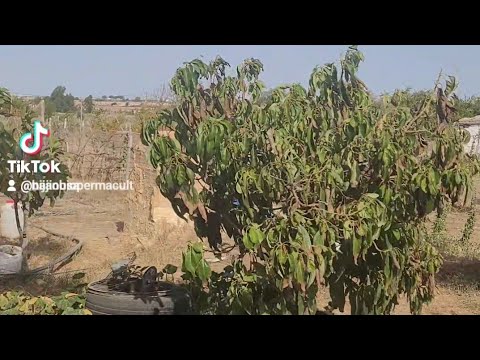 إحمي شجرك من درجات الحرارة المفرطة بهذه الطريقة        